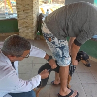 Respeito e carinho com seu animal de estimação