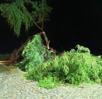 Temporal causa queda de árvores e mobiliza Defesa Civil em Macuco